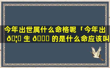 今年出世属什么命格呢「今年出 🦉 生 🐒 的是什么命应该叫什么名字」